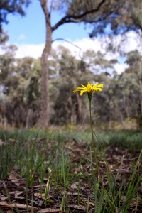 20120214201752_yam-daisy