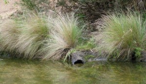 Common_Tussock_Grass_01