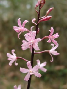 Dipodium_punctatum_02