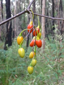 forestberrieslores