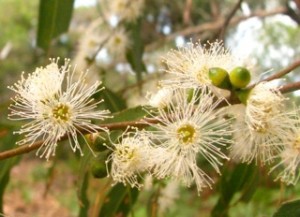 manna gum eucalyptus viminalis